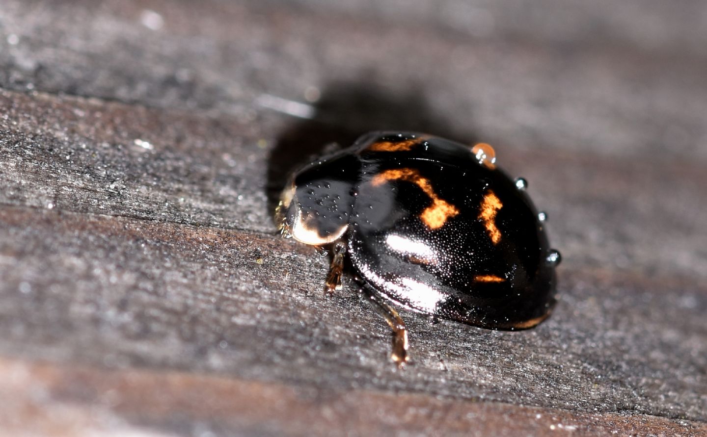 Foggia insolita di una coccinella: Exochomus quadripustulatus.. anzi no, Harmonia axyridis